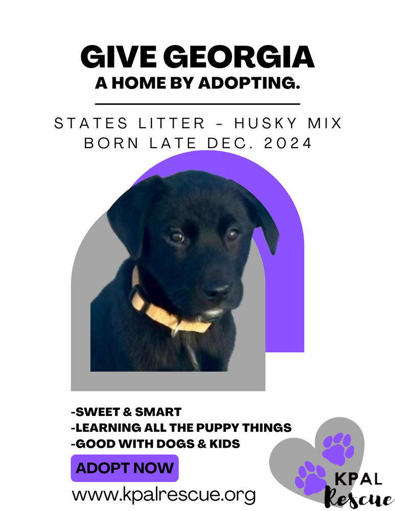 Georgia - States Litter, an adoptable Mixed Breed in Kenai, AK, 99611 | Photo Image 1