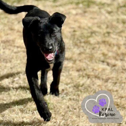 Georgia - States Litter, an adoptable Mixed Breed in Kenai, AK, 99611 | Photo Image 1