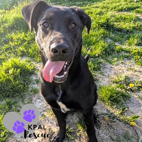 Georgia - States Litter, an adoptable Mixed Breed in Kenai, AK, 99611 | Photo Image 1