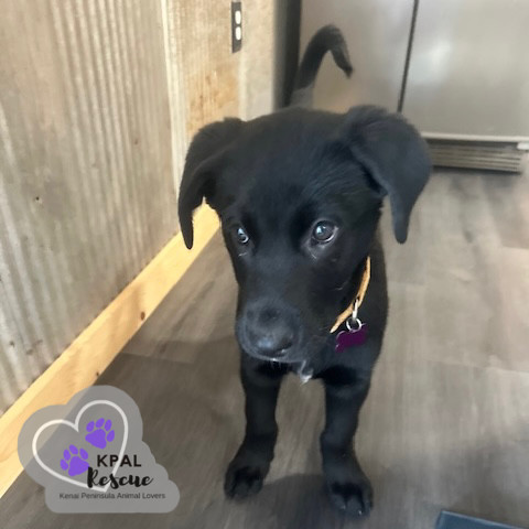 Georgia - States Litter, an adoptable Mixed Breed in Kenai, AK, 99611 | Photo Image 2