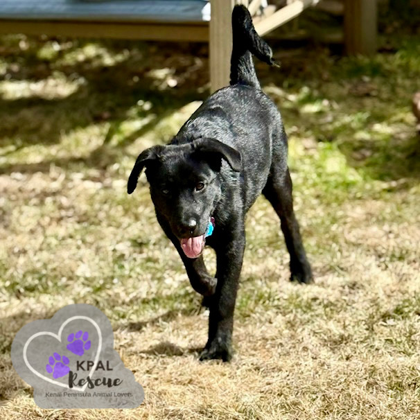 Georgia - States Litter 2