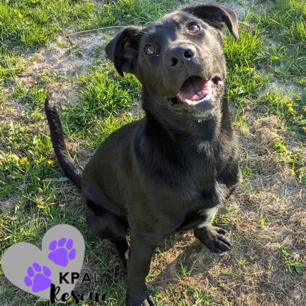 Georgia - States Litter, an adoptable Mixed Breed in Kenai, AK, 99611 | Photo Image 2