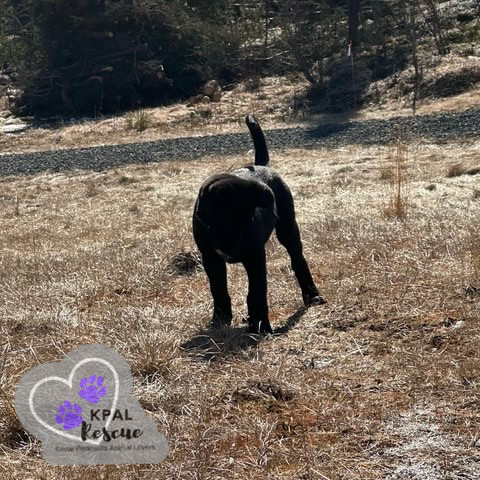 Georgia - States Litter, an adoptable Mixed Breed in Kenai, AK, 99611 | Photo Image 3