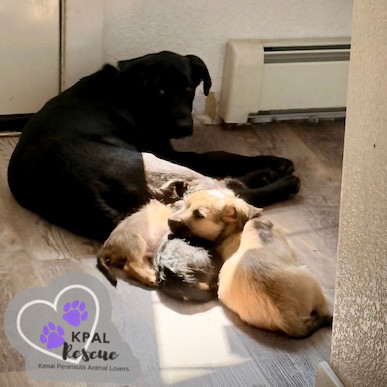 Georgia - States Litter, an adoptable Mixed Breed in Kenai, AK, 99611 | Photo Image 3