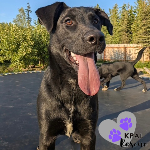 Georgia - States Litter, an adoptable Mixed Breed in Kenai, AK, 99611 | Photo Image 3
