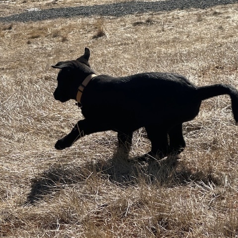 Georgia - States Litter, an adoptable Mixed Breed in Kenai, AK, 99611 | Photo Image 4