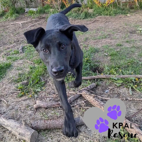 Georgia - States Litter, an adoptable Mixed Breed in Kenai, AK, 99611 | Photo Image 4