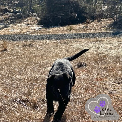 Georgia - States Litter, an adoptable Mixed Breed in Kenai, AK, 99611 | Photo Image 5