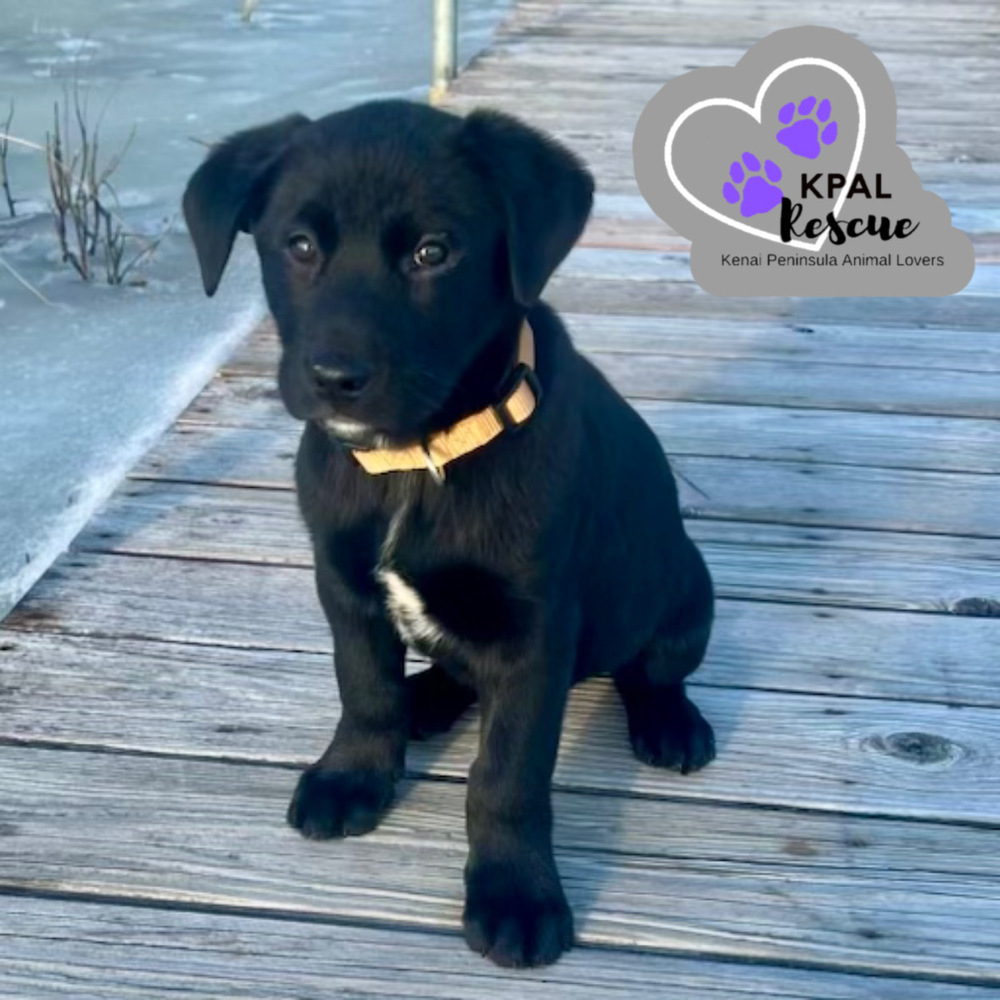 Georgia - States Litter, an adoptable Mixed Breed in Kenai, AK, 99611 | Photo Image 6
