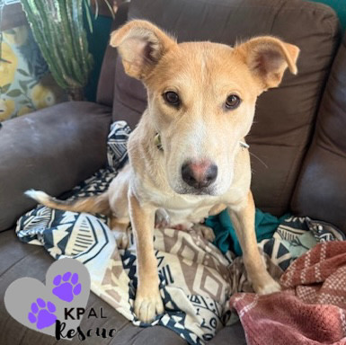 Zora - States Litter Mom, an adoptable Mixed Breed in Kenai, AK, 99611 | Photo Image 1