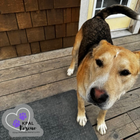 Zora - States Litter Mom, an adoptable Mixed Breed in Kenai, AK, 99611 | Photo Image 1