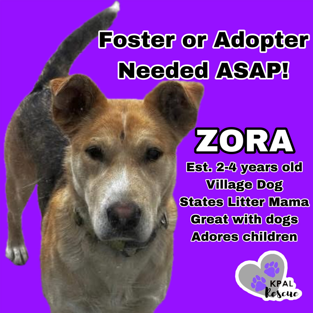 Zora - States Litter Mom, an adoptable Mixed Breed in Kenai, AK, 99611 | Photo Image 1