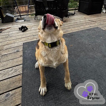 Zora - States Litter Mom, an adoptable Mixed Breed in Kenai, AK, 99611 | Photo Image 2