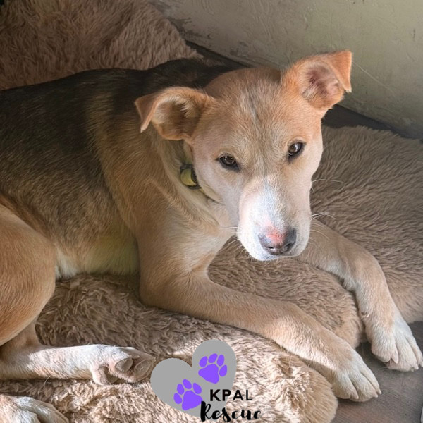 Zora - States Litter Mom, an adoptable Mixed Breed in Kenai, AK, 99611 | Photo Image 3