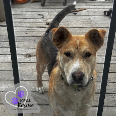 Zora - States Litter Mom, an adoptable Mixed Breed in Kenai, AK, 99611 | Photo Image 3
