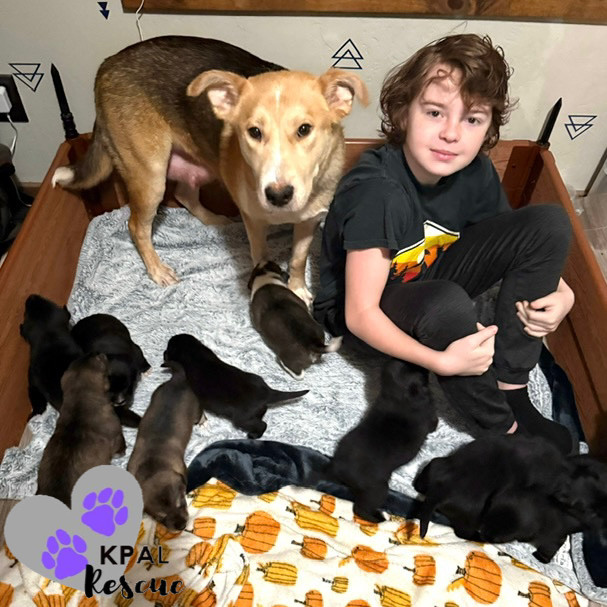 Zora - States Litter Mom, an adoptable Mixed Breed in Kenai, AK, 99611 | Photo Image 4