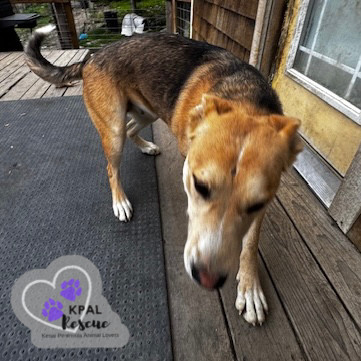 Zora - States Litter Mom, an adoptable Mixed Breed in Kenai, AK, 99611 | Photo Image 4