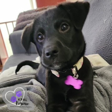 Louisiana - States Litter, an adoptable Mixed Breed in Kenai, AK, 99611 | Photo Image 1