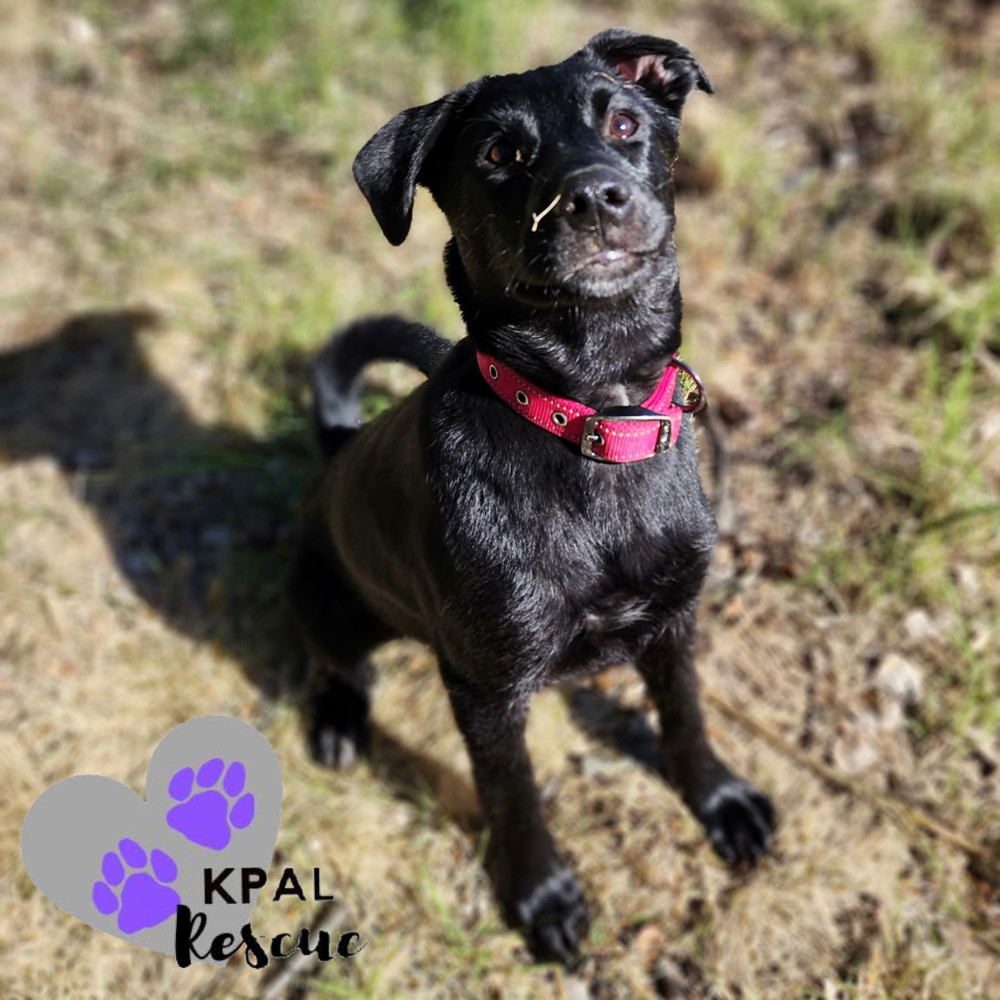 Louisiana - States Litter, an adoptable Mixed Breed in Kenai, AK, 99611 | Photo Image 1
