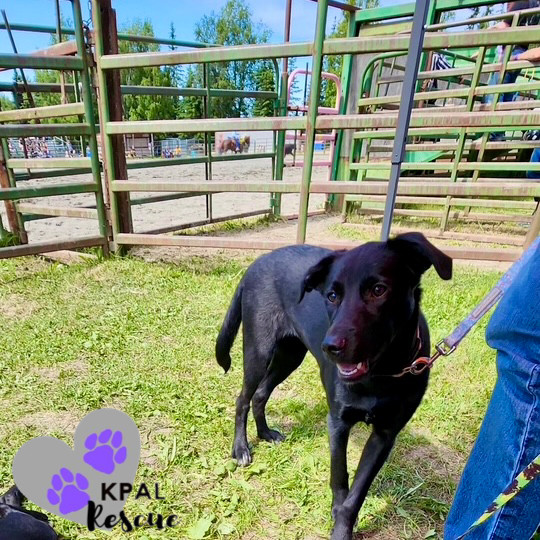 Louisiana - States Litter, an adoptable Mixed Breed in Kenai, AK, 99611 | Photo Image 1