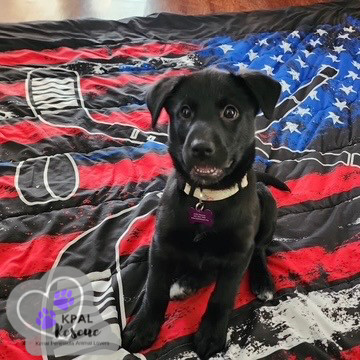 Louisiana - States Litter, an adoptable Mixed Breed in Kenai, AK, 99611 | Photo Image 2