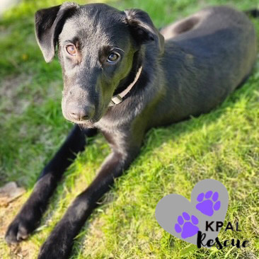 Louisiana - States Litter, an adoptable Mixed Breed in Kenai, AK, 99611 | Photo Image 2