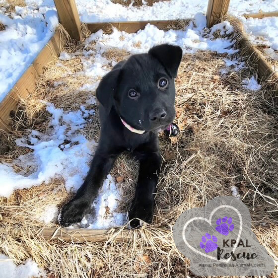 Louisiana - States Litter, an adoptable Mixed Breed in Kenai, AK, 99611 | Photo Image 3