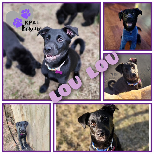 Louisiana - States Litter, an adoptable Mixed Breed in Kenai, AK, 99611 | Photo Image 3