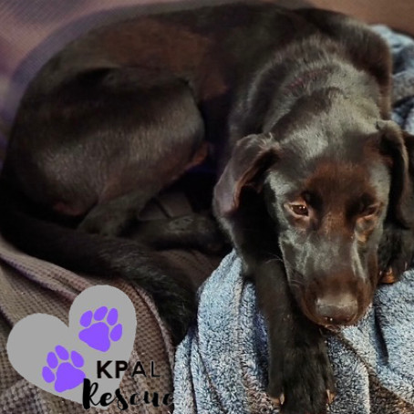 Louisiana - States Litter, an adoptable Mixed Breed in Kenai, AK, 99611 | Photo Image 3