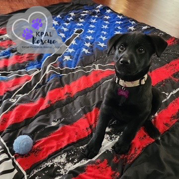 Louisiana - States Litter, an adoptable Mixed Breed in Kenai, AK, 99611 | Photo Image 4