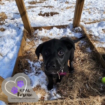 Louisiana - States Litter, an adoptable Mixed Breed in Kenai, AK, 99611 | Photo Image 5