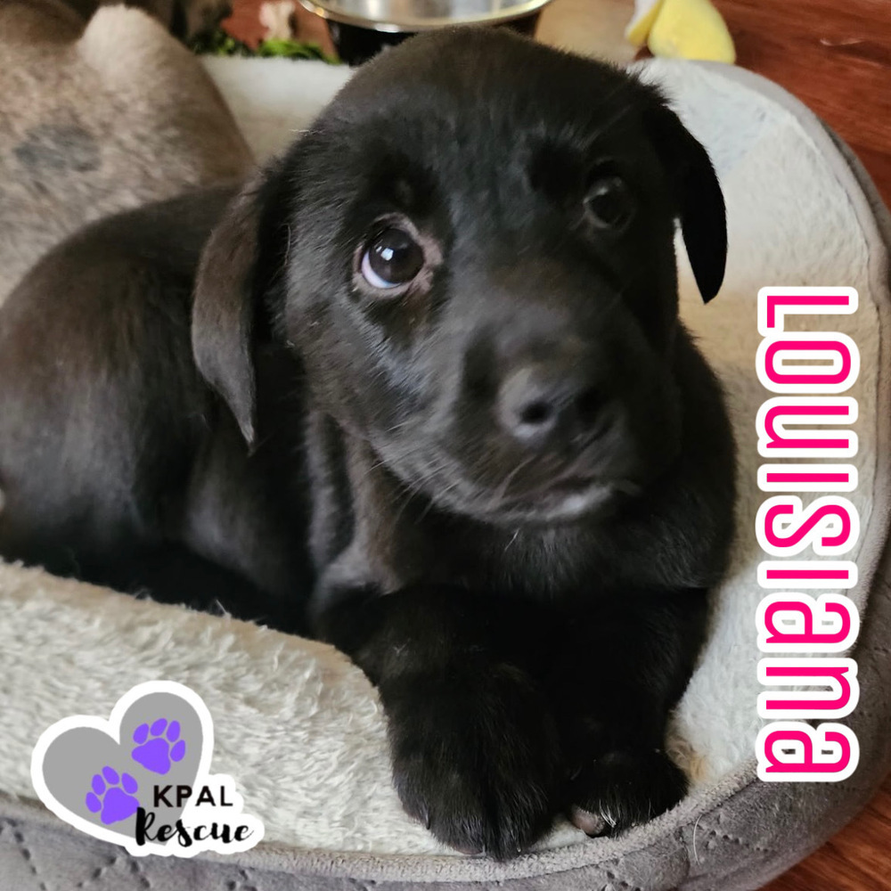 Louisiana - States Litter, an adoptable Mixed Breed in Kenai, AK, 99611 | Photo Image 6