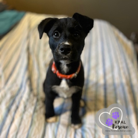 Nevada - States Litter, an adoptable Mixed Breed in Kenai, AK, 99611 | Photo Image 1