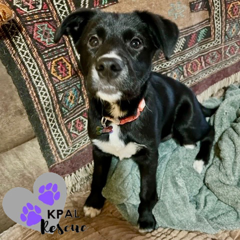 Nevada - States Litter, an adoptable Mixed Breed in Kenai, AK, 99611 | Photo Image 1