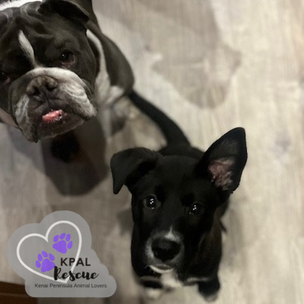 Nevada - States Litter, an adoptable Mixed Breed in Kenai, AK, 99611 | Photo Image 2