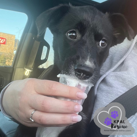 Nevada - States Litter, an adoptable Mixed Breed in Kenai, AK, 99611 | Photo Image 3