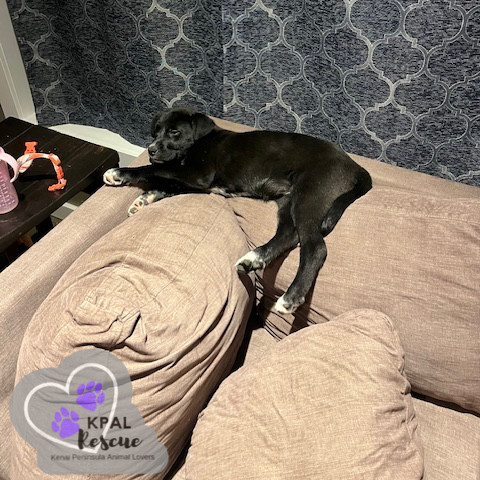 Nevada - States Litter, an adoptable Mixed Breed in Kenai, AK, 99611 | Photo Image 4