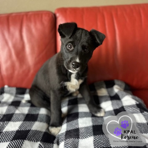 Nevada - States Litter, an adoptable Mixed Breed in Kenai, AK, 99611 | Photo Image 5