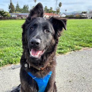 PERSONALITY sweet  sensitive BREED shepherdretriever mix AGE  est DOB 71924 Rescued from Ukia