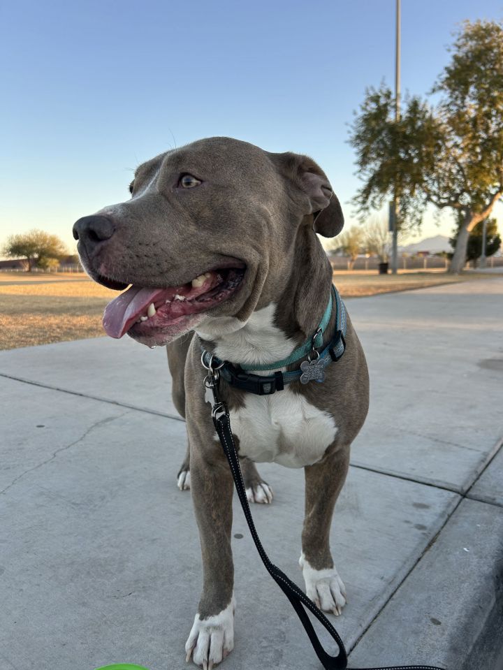 BRUCE 1