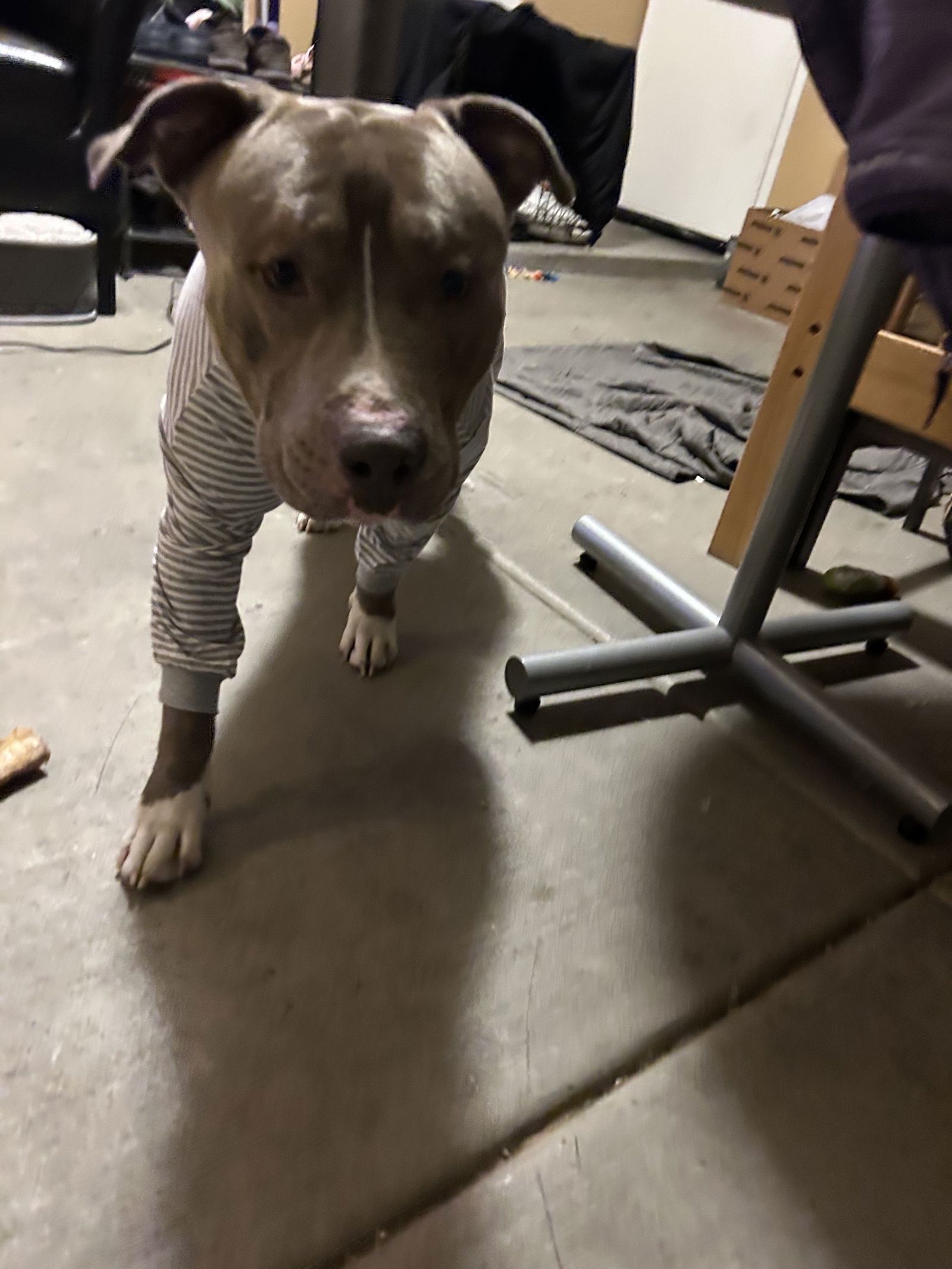 BRUCE