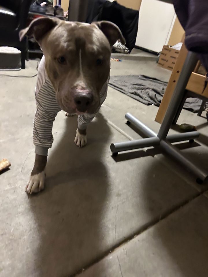 BRUCE 2