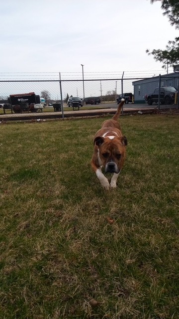 Bailey