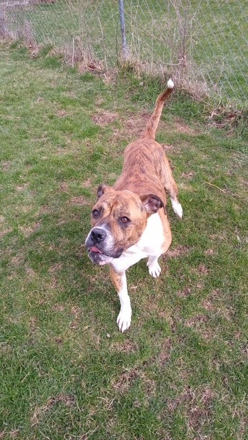 Bailey