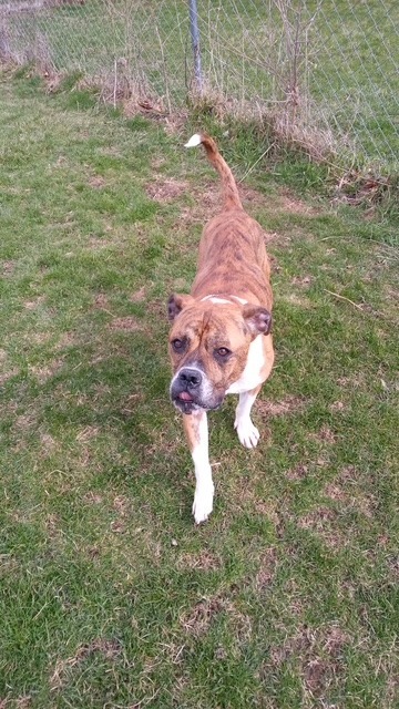 Bailey