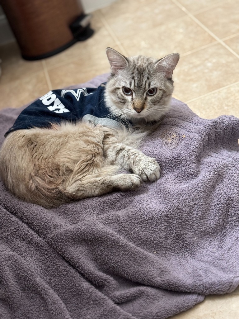 Royal, an adoptable Siamese, Ragdoll in New Braunfels, TX, 78130 | Photo Image 1