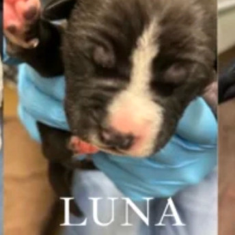 Luna, an adoptable American Bulldog, Samoyed in Spring Hill, KS, 66083 | Photo Image 2