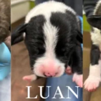 Luan, an adoptable American Bulldog, Samoyed in Spring Hill, KS, 66083 | Photo Image 2