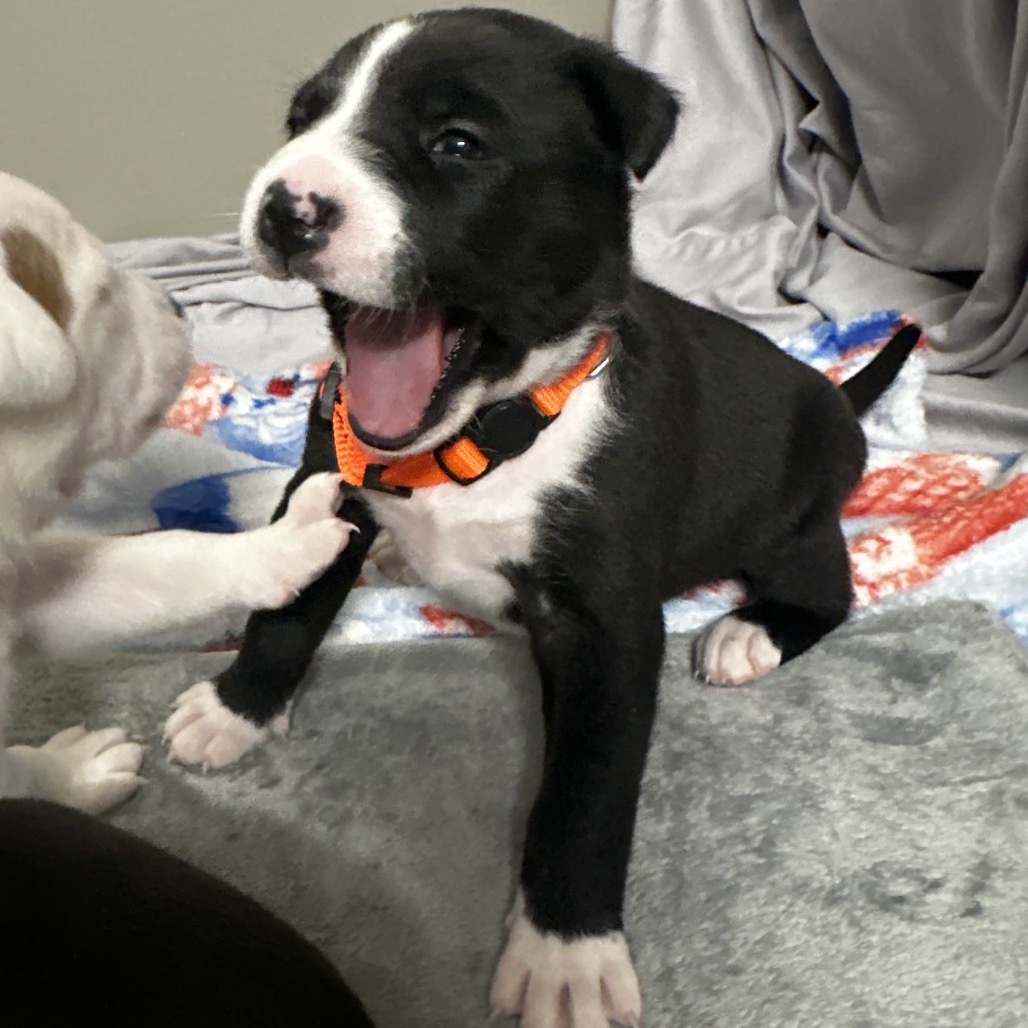 Luan, an adoptable American Bulldog, Samoyed in Spring Hill, KS, 66083 | Photo Image 3