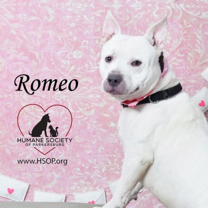 Romeo